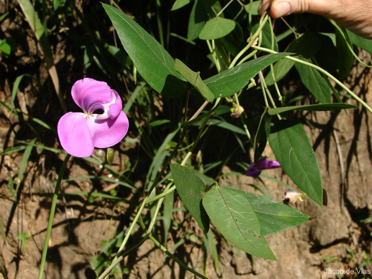 Vigna vexillata (L.) A.Rich.